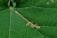Cosmopterix zieglerella