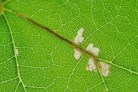 Cosmopterix zieglerella