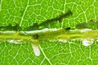 Cosmopterix zieglerella