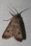 Agrotis segetum