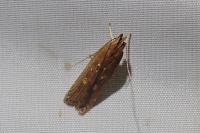 Helcystogramma triannulella