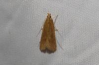 Helcystogramma rufescens