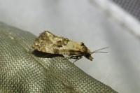 Cochylis molliculana