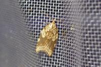 Acleris rhombana