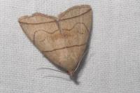 Herminia grisealis