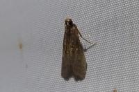 Eccopisa effractella