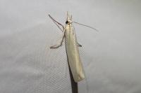 Crambus perlellus