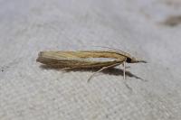 Agriphila tristella