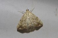 Evergestis pallidata