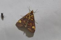 Pyrausta aurata
