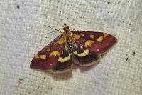 Pyrausta purpuralis