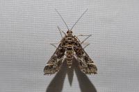 Diasemiopsis ramburialis