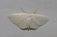 Scopula immutata