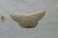Idaea subsericeata