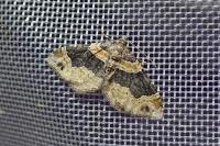 Xanthorhoe ferrugata