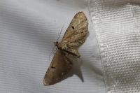 Eupithecia assimilata