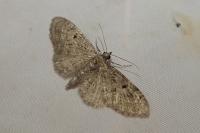 Eupithecia virgaureata