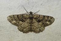 Peribatodes ilicaria