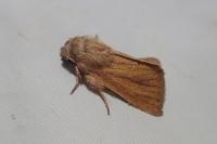 Denticucullus pygmina