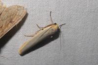 Manulea complana