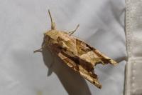 Phlogophora meticulosa