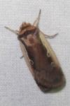 Ochropleura plecta