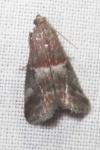 Acrobasis marmorea