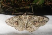 Cleorodes lichenaria