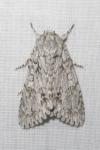 Acronicta aceris