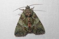 Polyphaenis sericata