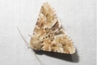 Eremobia ochroleuca