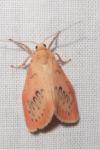 Miltochrista miniata