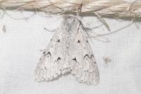 Acronicta leporina