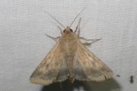 Helicoverpa armigera