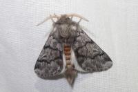 Thaumetopoea pityocampa