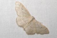 Idaea aversata