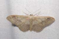 Idaea aversata