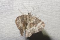 Epirrhoe alternata