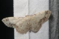 Idaea trigeminata