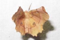 Selenia lunularia