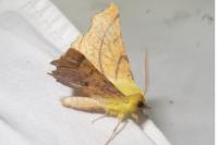 Ennomos alniaria