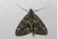 Chloroclysta siterata