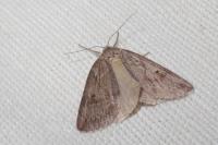Pachycnemia hippocastanaria
