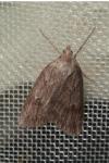 Pachycnemia hippocastanaria