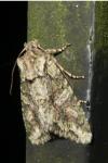 Dryobotodes eremita