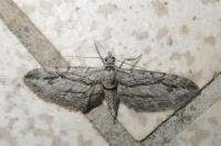 Eupithecia phoeniceata