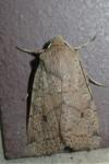 Propenistra laevis