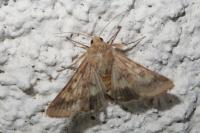 Helicoverpa armigera