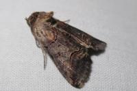 Abrostola triplasia