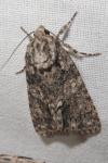 Acronicta rumicis